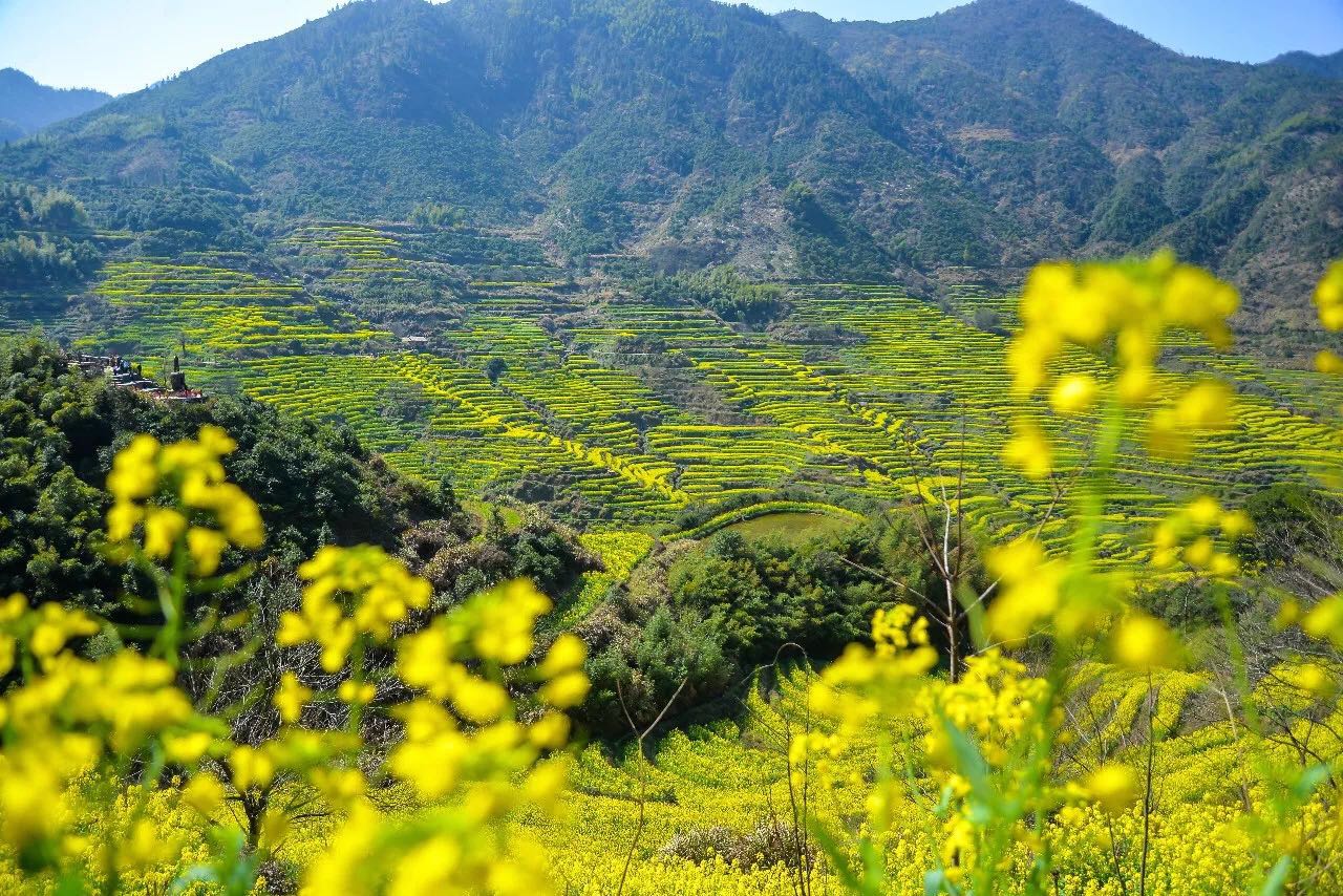 婺源油菜花