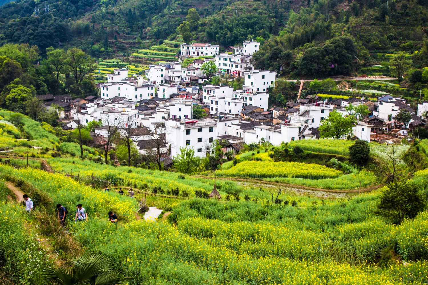 婺源油菜花